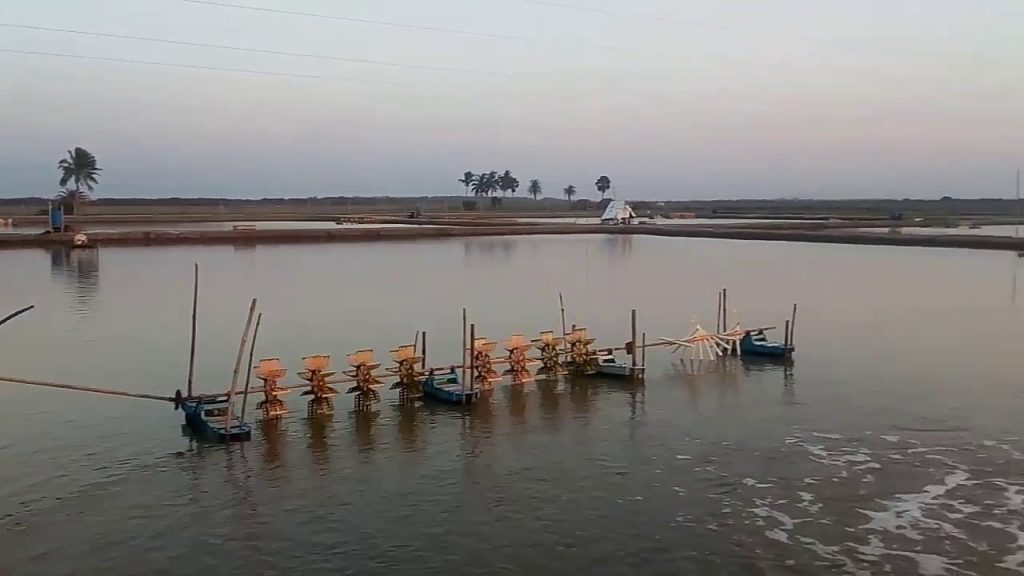 Kendrapara prawn gheries causing environmental harm