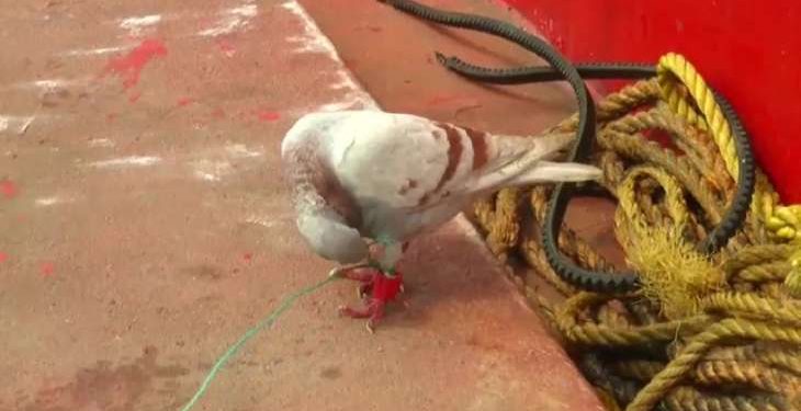 Suspected spy pigeon to be sent to CFSL for examination