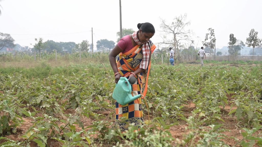 Odisha: Tribals make hay with natural farming in Sundargarh district