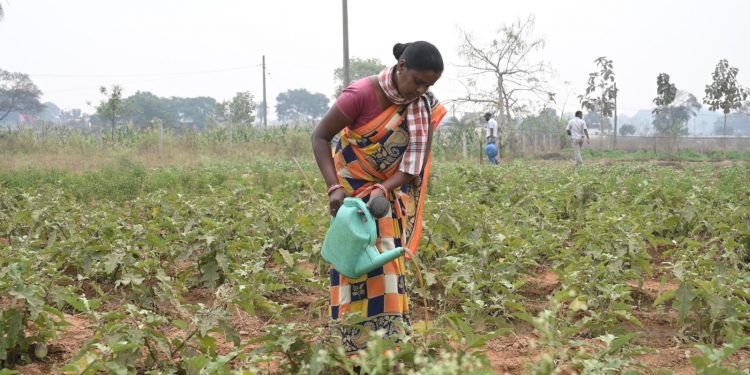 Odisha: Tribals make hay with natural farming in Sundargarh district