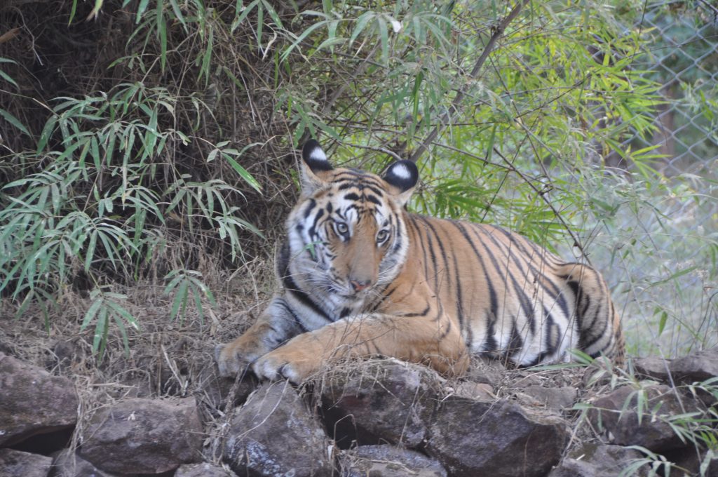 Bengal Tiger