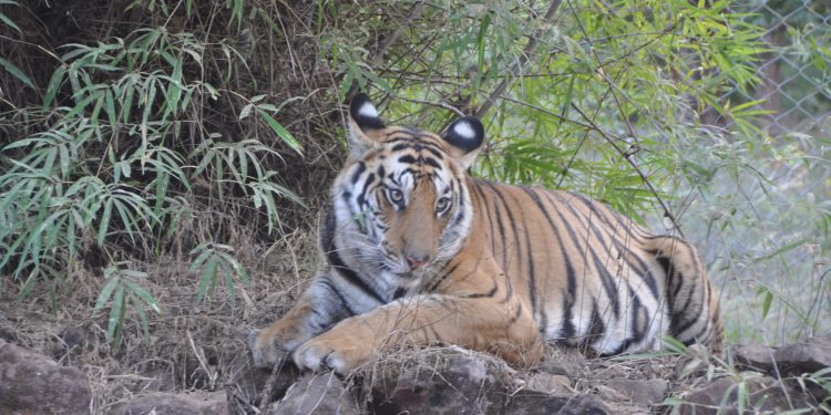 Bengal Tiger