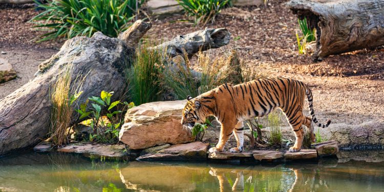 Roayl Bengal Tiger (Courtesy: Robert Stokoe)