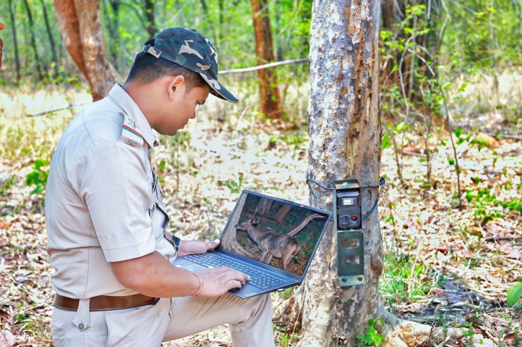 Debrigarh sanctuary logs 1 tiger, 82 leopards in wildlife census