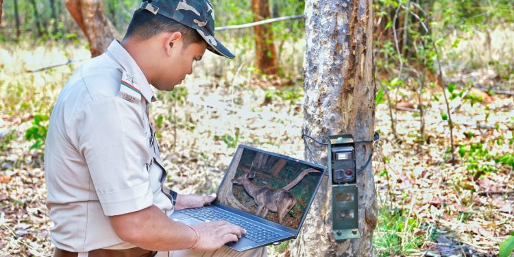 Debrigarh sanctuary logs 1 tiger, 82 leopards in wildlife census