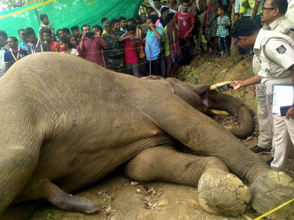 Tusker electrocuted in Boudh district