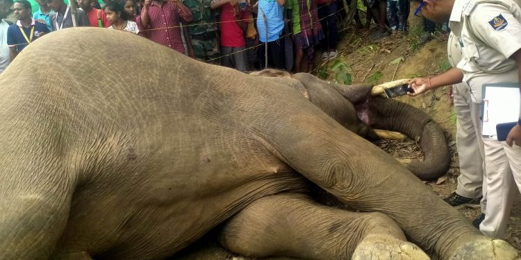 Tusker electrocuted in Boudh district