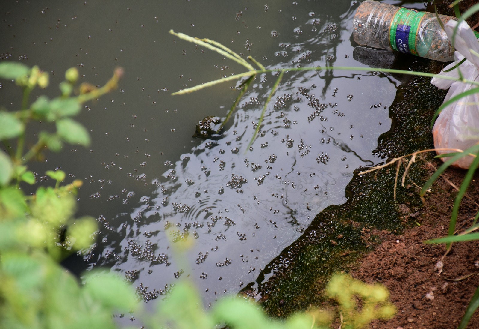 Bhubaneswar dengue menace 2