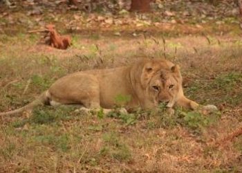 Lioness give birth to 5 cubs in 75 hours in Etawah Lion Safari