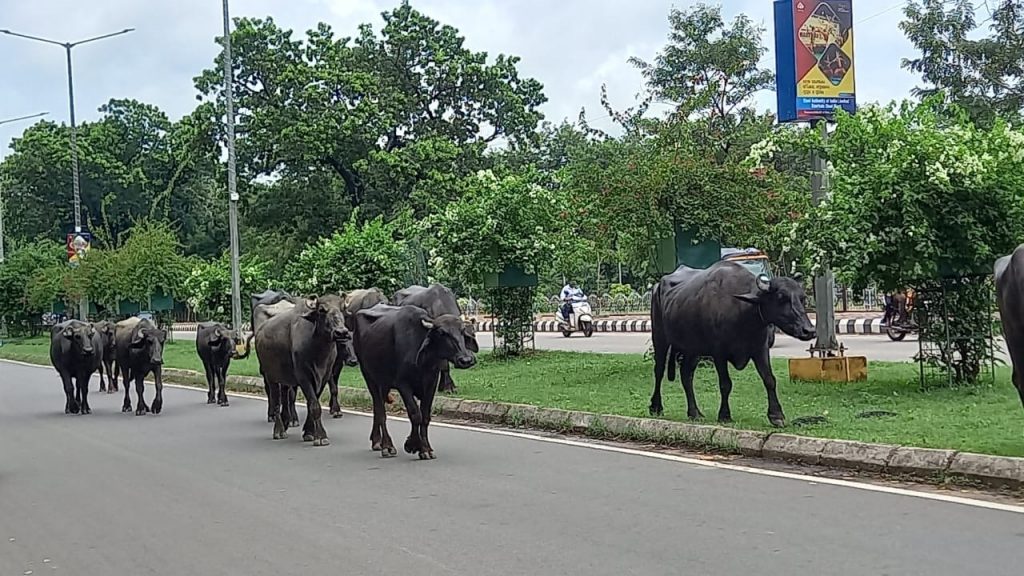 Bovine menace in Rourkela