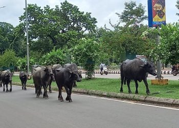 Bovine menace in Rourkela