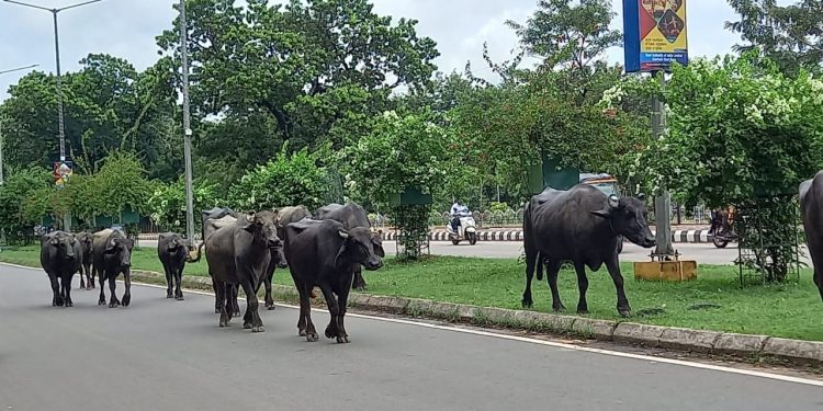 Bovine menace in Rourkela