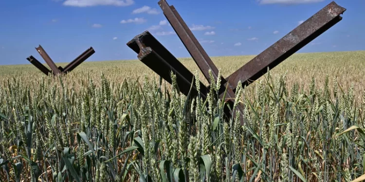 Anti-tank obstacles on a wheat field at a farm in southern Ukraine's Mykolaiv region. The country's grain exports were curtailed when Russia pulled out of a deal that allowed grain-laden ships to sail out of Ukrainian ports. (Photo via npr.org)