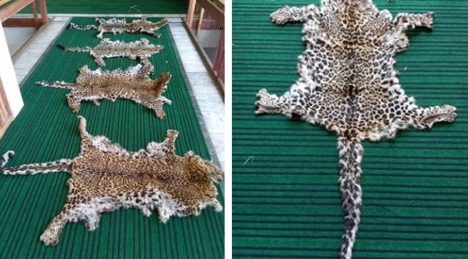 Leopard Skins - Jammu and Kashmir