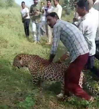 Madhya Pradesh - Leopard