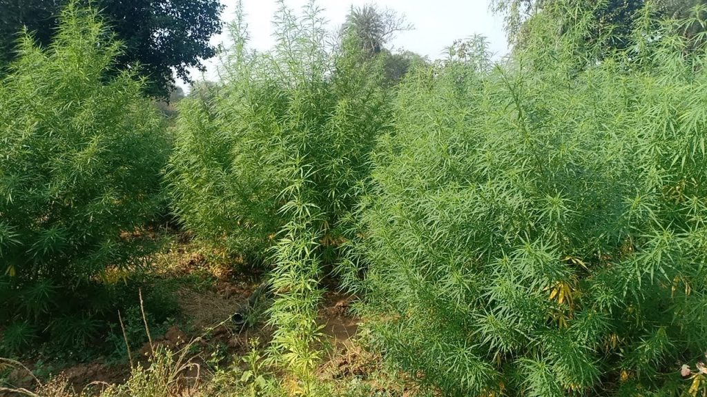 Rayagada turns hub of ganja cultivation