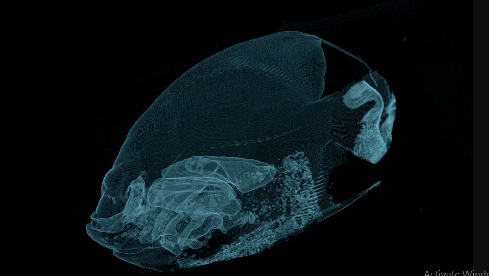 CT scan was conducted on a blue and yellow coloured French angelfish