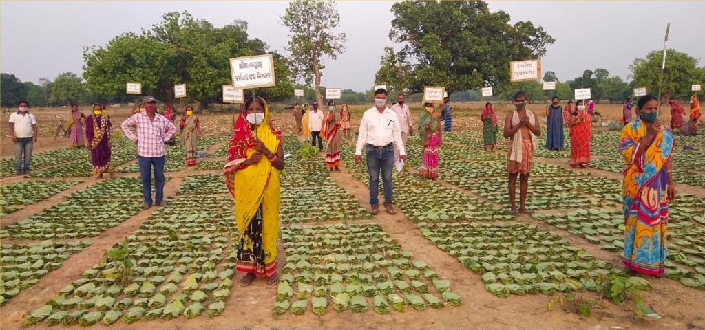 As many as 91,000 families of kendu leaf workers will be benefitted as the state government is all set provide scholarships to the wards of kendu leaf workers