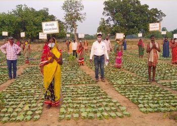 As many as 91,000 families of kendu leaf workers will be benefitted as the state government is all set provide scholarships to the wards of kendu leaf workers