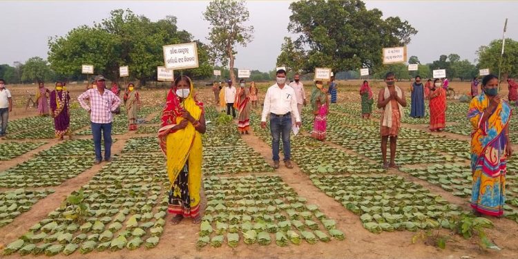 As many as 91,000 families of kendu leaf workers will be benefitted as the state government is all set provide scholarships to the wards of kendu leaf workers