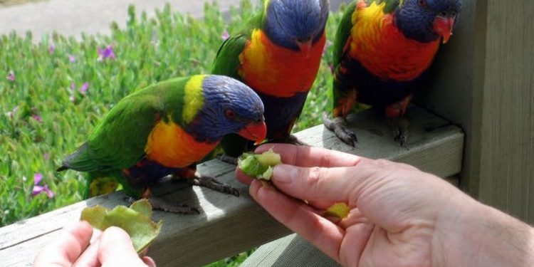 Feed birds to get rid of problems in life