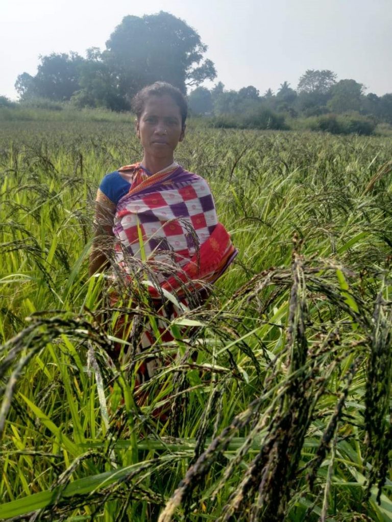 Koraput Kalajeera rice to get GI tag