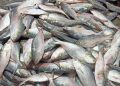 Hilsa missing from menu as fish catch nosedives