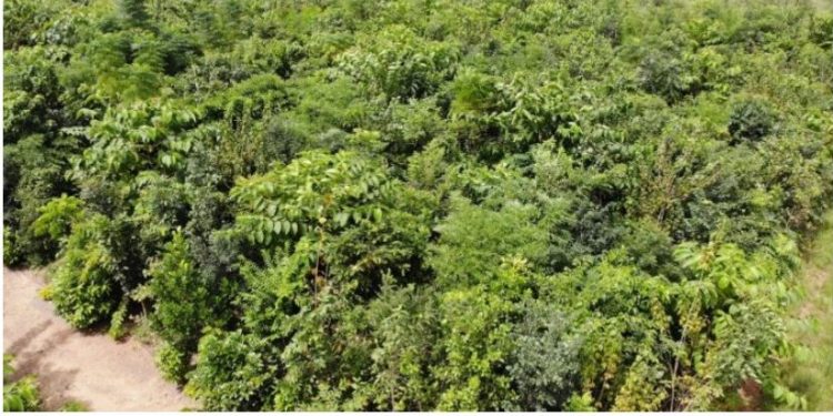 Odisha adds 559 sq km of forest, tree cover from 2021 to 2023: Govt report