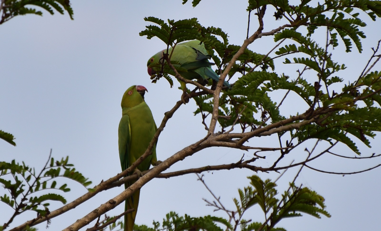 New year begins with Love for Parrot couple 2