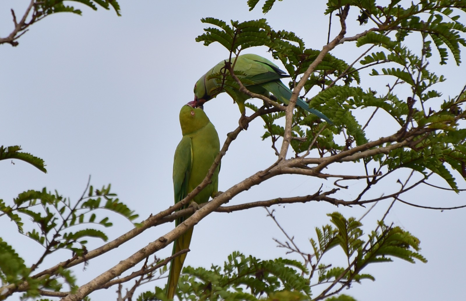  Parrot couple making love