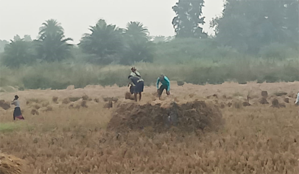 cyclone ‘Michaung' Odisha Farmer