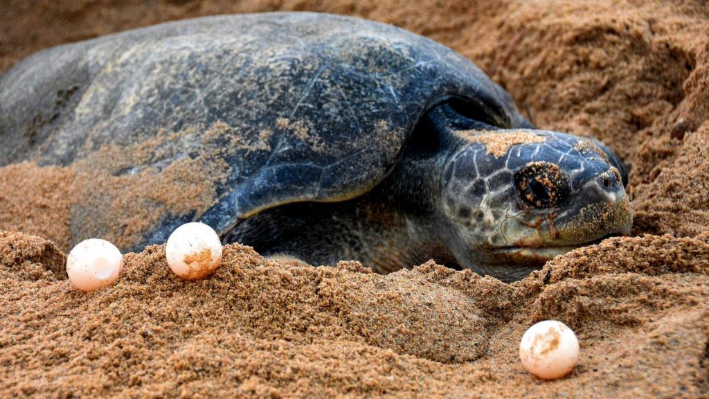 olive ridley