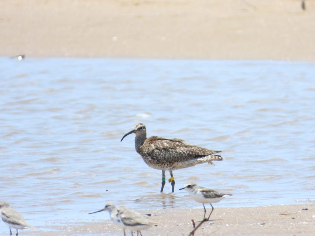 Tracking the Journey of Merlène A Whimbrel’s Incredible Migration across Continents