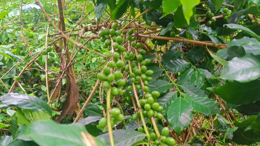 Daringbadi’s famed coffee garden on the wane