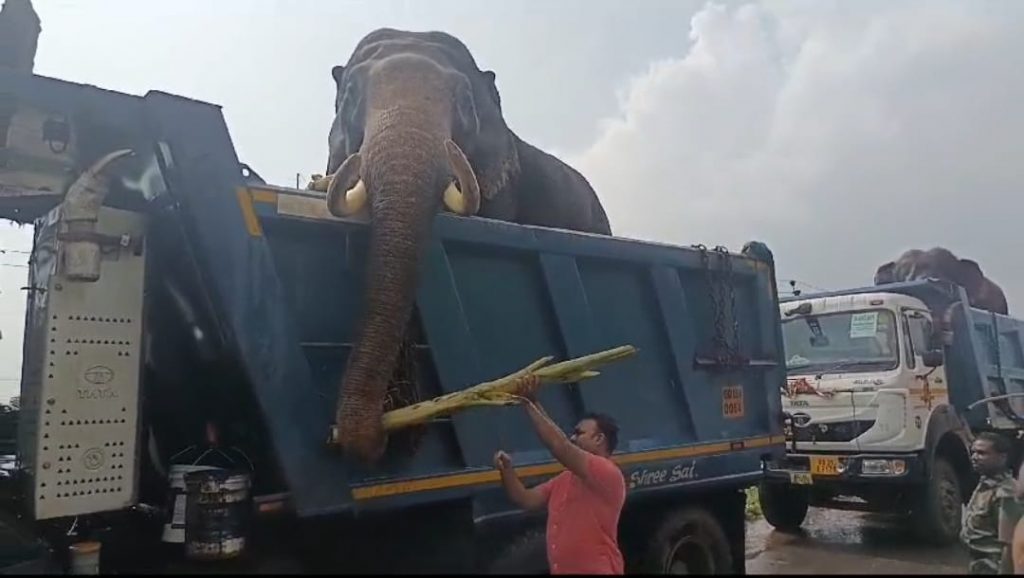 Elephant being shifted