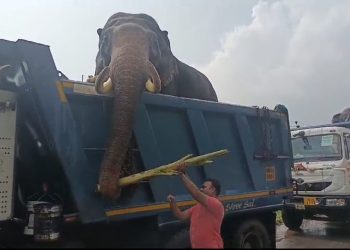 Elephant being shifted