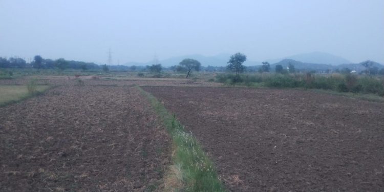 Monsoon delay worries farmers in Nayagarh