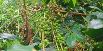 Daringbadi’s famed coffee garden on the wane