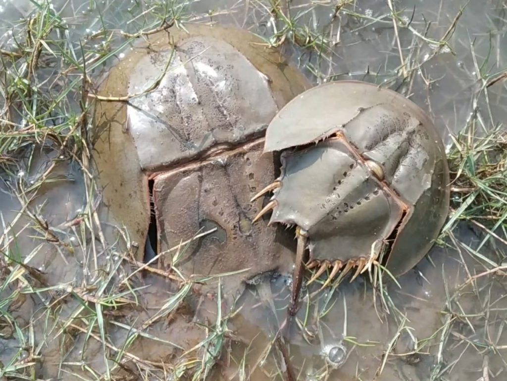 horseshoe crabs