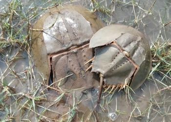 horseshoe crabs