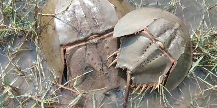 horseshoe crabs