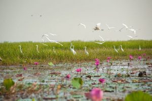 KIITSMC’s workshop on Wetlands for LiFE