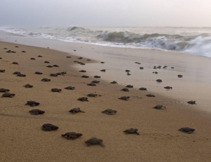 Balighai Beach Incredible India