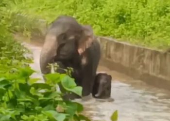 Herd stays guard as calf, mother elephant fall into canal; rescued