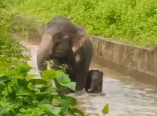 Herd stays guard as calf, mother elephant fall into canal; rescued