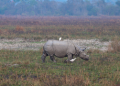 PM Modi reiterates govt's efforts to protect rhinos, urges people to visit Kaziranga