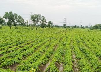 Ganjam farmers