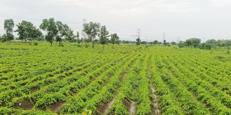 Ganjam farmers