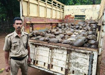 500 turtles seized in Odisha’s Malkangiri district; four arrested