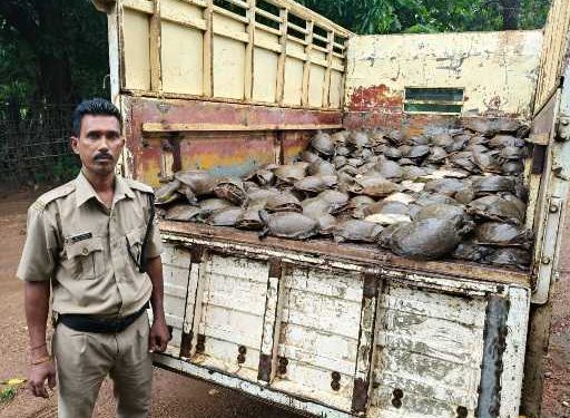 500 turtles seized in Odisha’s Malkangiri district; four arrested